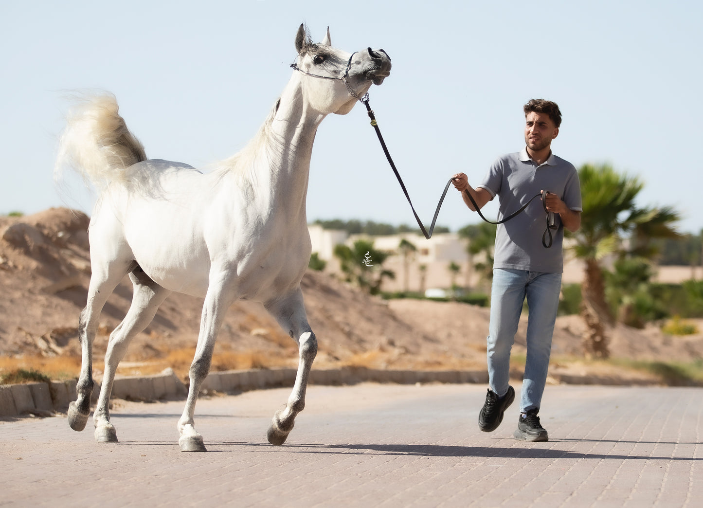 Majestic Khayal – 2021 Purebred Arabian Mare for Sale | Egyptian Bloodline Excellence