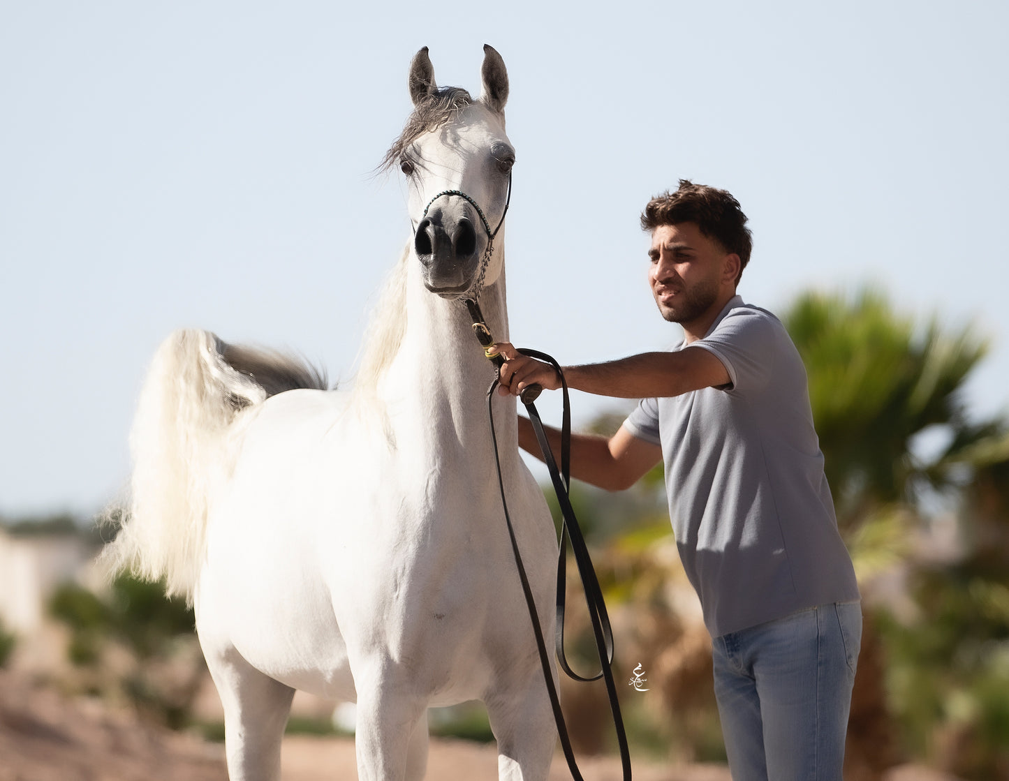 Majestic Khayal – 2021 Purebred Arabian Mare for Sale | Egyptian Bloodline Excellence