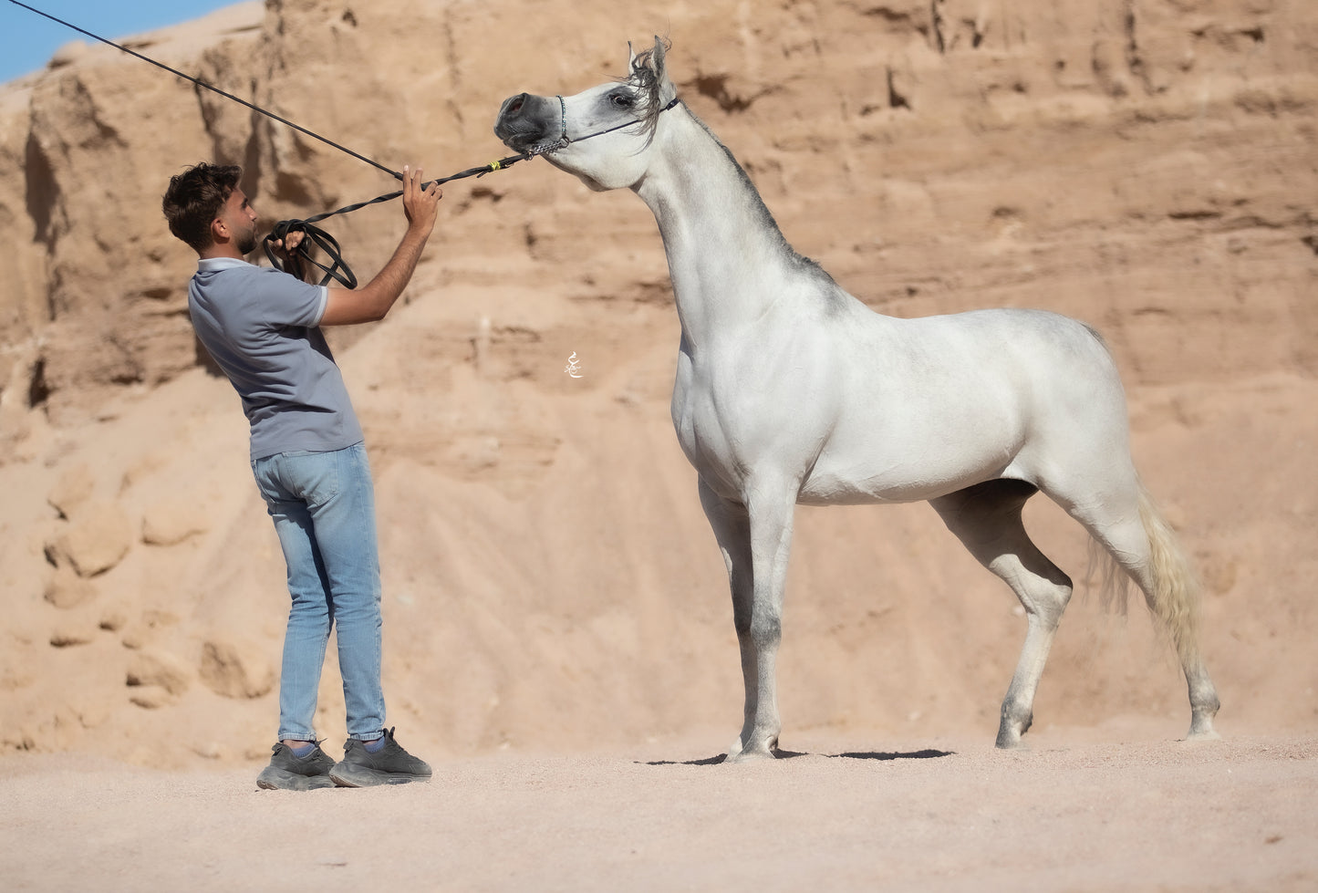 Majestic Khayal – 2021 Purebred Arabian Mare for Sale | Egyptian Bloodline Excellence