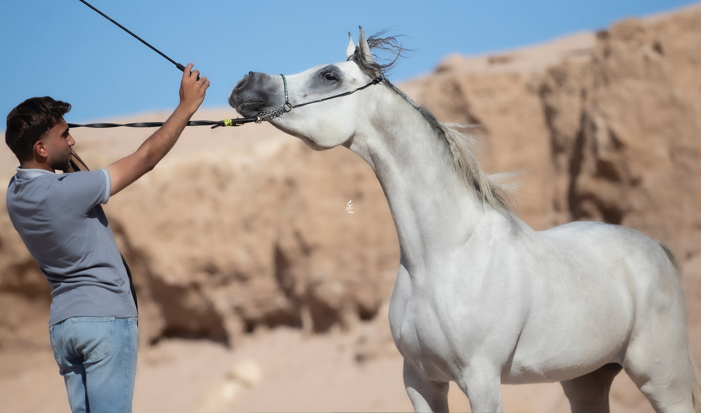 Majestic Khayal – 2021 Purebred Arabian Mare for Sale | Egyptian Bloodline Excellence