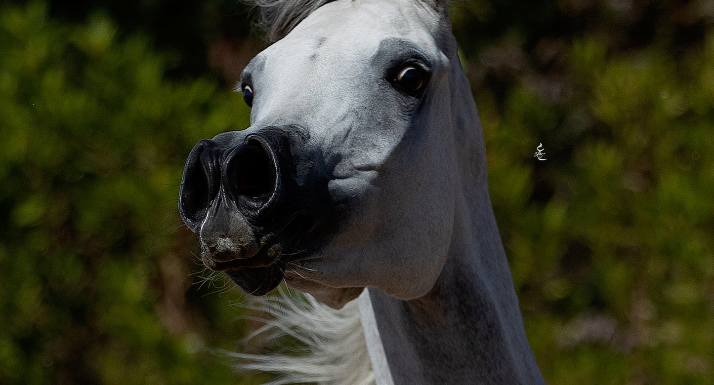 Majestic Khayal – 2021 Purebred Arabian Mare for Sale | Egyptian Bloodline Excellence