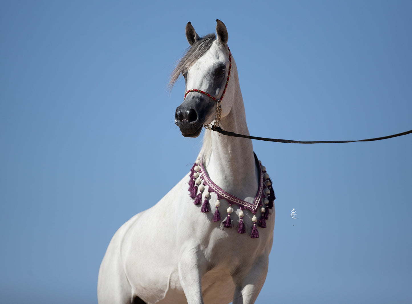 Majestic Khayal – 2021 Purebred Arabian Mare for Sale | Egyptian Bloodline Excellence