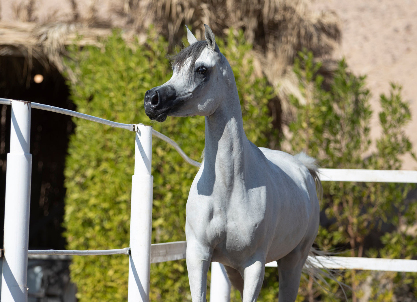 Majestic Khayal – 2021 Purebred Arabian Mare for Sale | Egyptian Bloodline Excellence