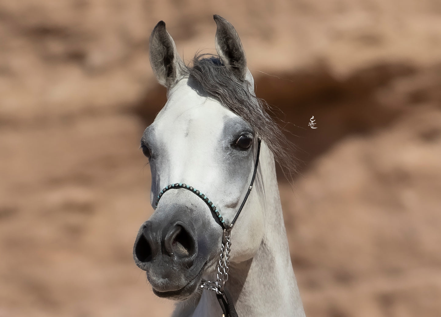 Majestic Khayal – 2021 Purebred Arabian Mare for Sale | Egyptian Bloodline Excellence