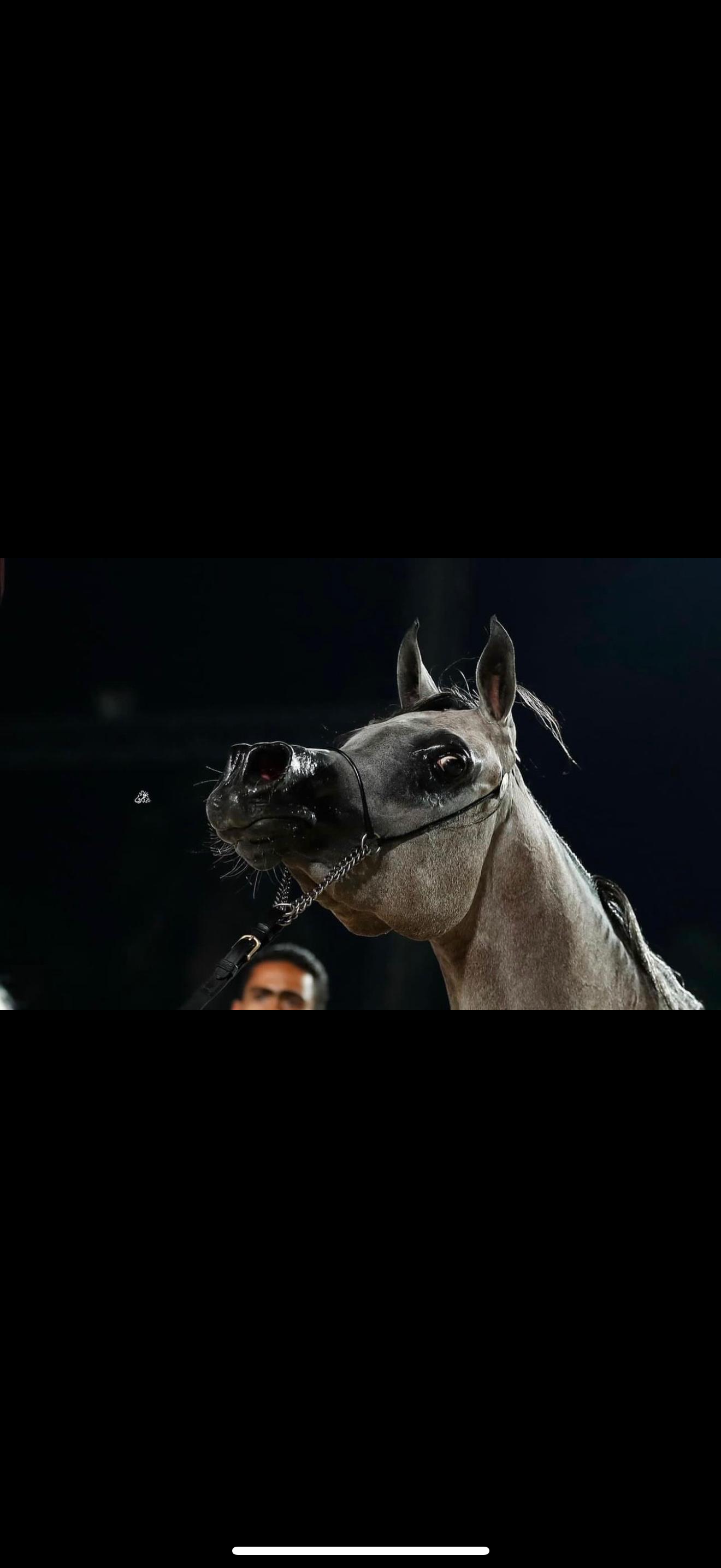 Majestic Khayal – 2021 Purebred Arabian Mare for Sale | Egyptian Bloodline Excellence